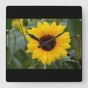 Cuadrado Reloj de girasol