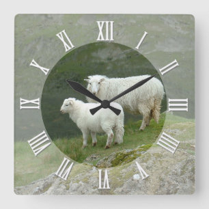Cuadrado Reloj de granjeros, ovejas escocesas, montañas, Es