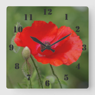 Cuadrado Reloj de la amapola