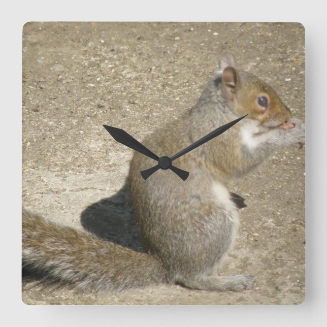 Cuadrado Reloj de la pared de avispa de la ardilla con hamb (Anverso)