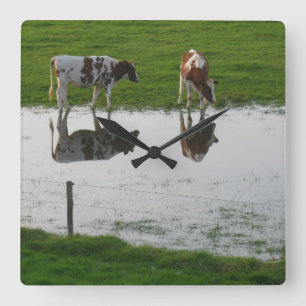 Cuadrado Reloj de las reflexiones de las vacas