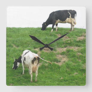 Cuadrado Reloj de las vacas