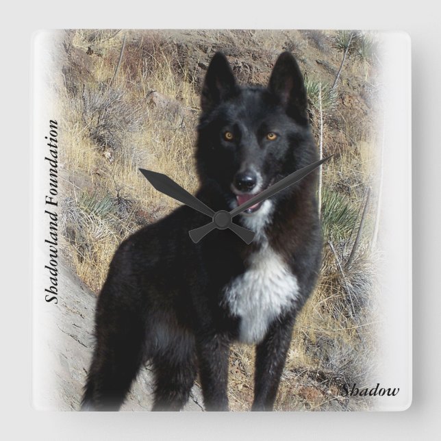 Cuadrado Reloj de lobo negro (Anverso)