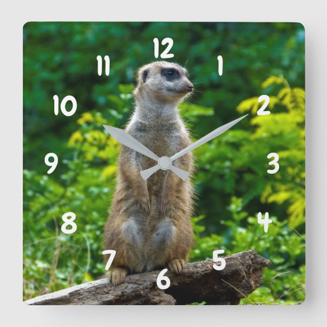 Cuadrado Reloj de Meerkat (Anverso)