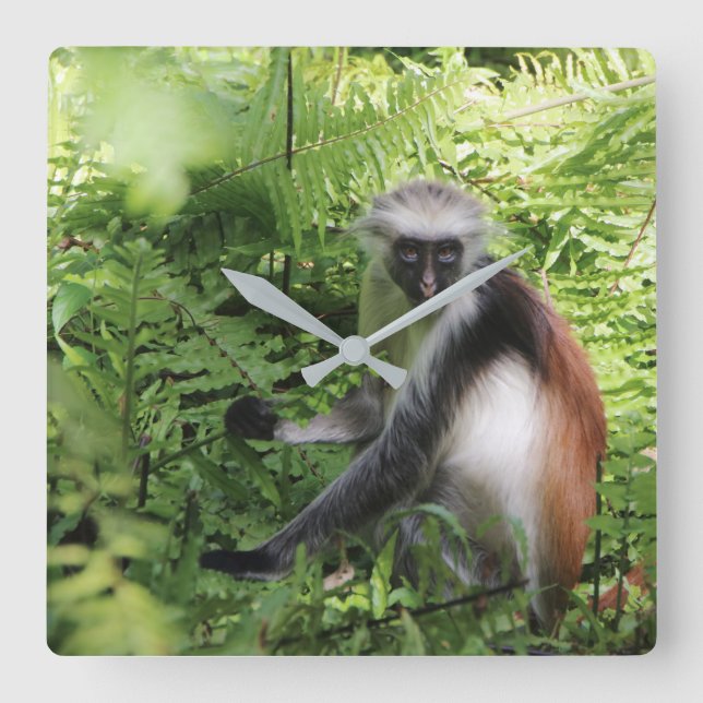 Cuadrado Reloj de monos de Zanzíbar (Anverso)