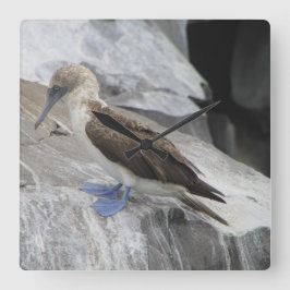 Cuadrado Reloj de pájaro