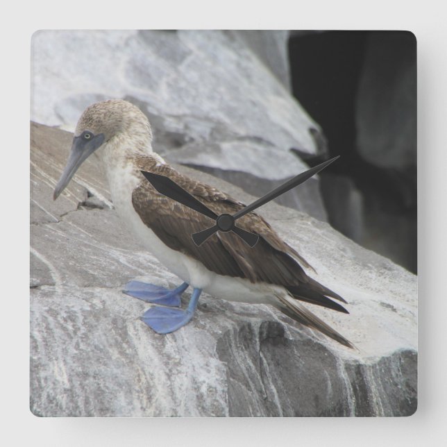 Cuadrado Reloj de pájaro (Anverso)