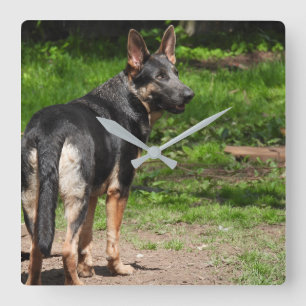 Cuadrado Reloj de pastor alemán azul