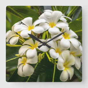Cuadrado Reloj de Plumeria de Isla Exótica