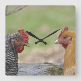 Cuadrado Reloj de pollo