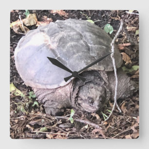 Cuadrado Reloj de tortuga