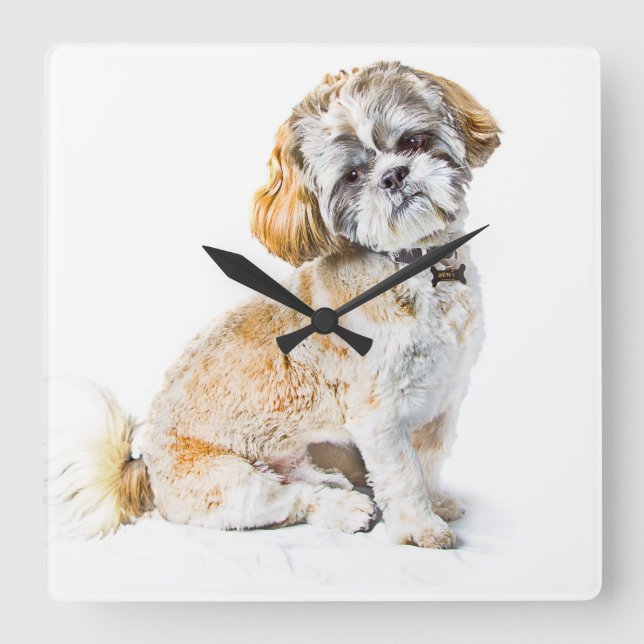 Cuadrado Reloj del muro del perro Shih Tzu (Anverso)