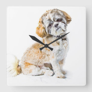 Cuadrado Reloj del muro del perro Shih Tzu