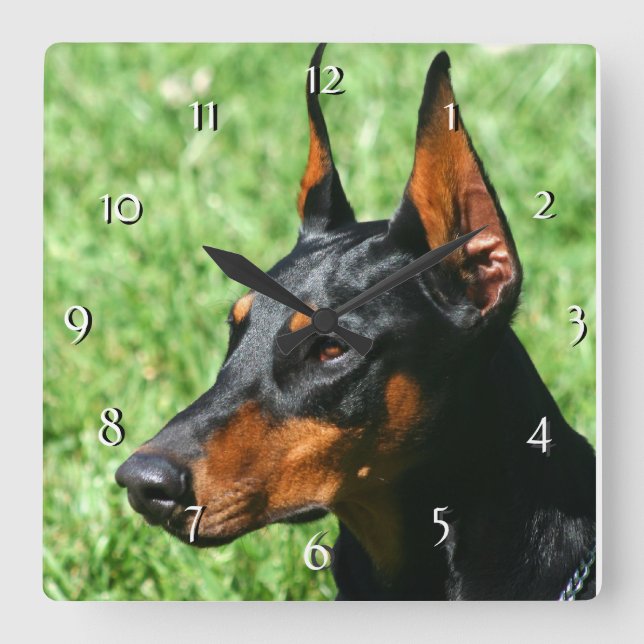 Cuadrado Reloj del perro del Pinscher del Doberman (Anverso)