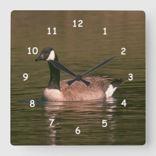 Cuadrado Reloj - ganso canadiense