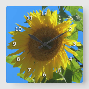 Cuadrado Reloj - Girasol
