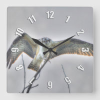 Reloj juvenil de la foto de la fauna de Osprey