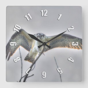 Cuadrado Reloj juvenil de la foto de la fauna de Osprey