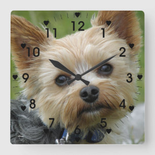 Cuadrado Reloj lindo de Yorkie