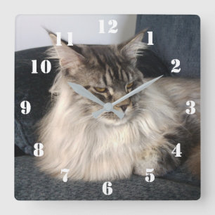 Cuadrado Reloj para gatos Maine Coon