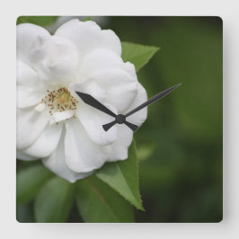 Cuadrado Reloj rosa blanco