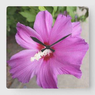Cuadrado Título Flor de Hibisco Rosa Reloj Floral Naturalez