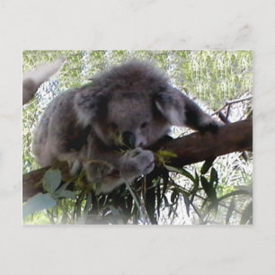 Cuadridísima postal de Koala