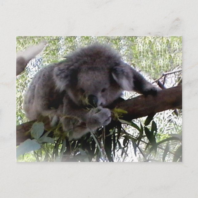 Cuadridísima postal de Koala (Anverso)