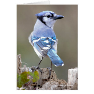 Cuadrillo de Jay azul en Treestump