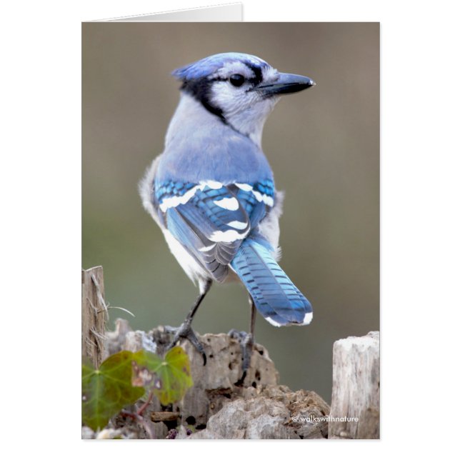 Cuadrillo de Jay azul en Treestump (Frente)
