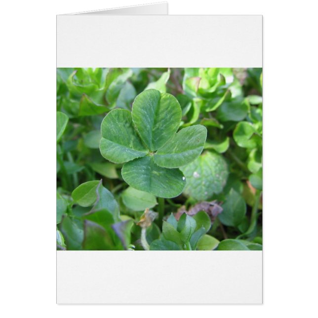 Cuádruple Lazo (Frente)