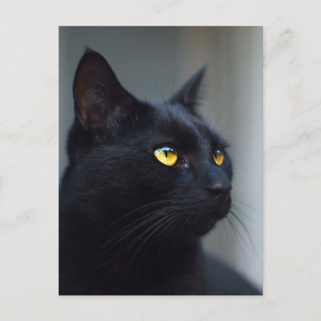 ¿cuál era la postal de pensamiento de tu gato? (Anverso)