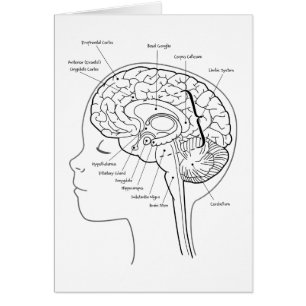 Cuál está en su cerebro