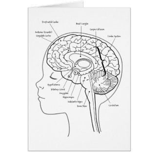 Cuál está en su cerebro