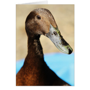 CUÁL ESTÁ ENCIMA DE PATO