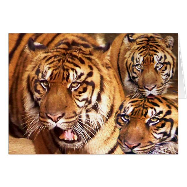 Cualquier ocasión _ Tarjeta (Anverso (Horizontal))