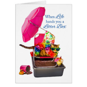 Cuando la vida le da la caja de arena gato