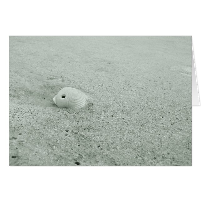 Cuartada Del Mar Blanco En Una Playa De Arena (Anverso (Horizontal))