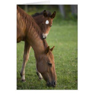 Cuartel americano de yegua de caballo y colza en e