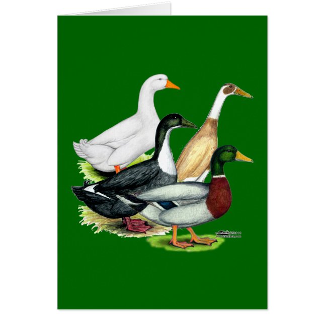 Cuarteto de pato (Frente)