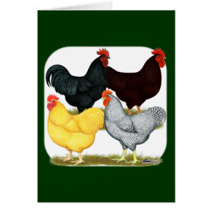 Cuarteto de pollo de gallo pesado