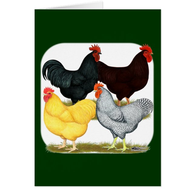 Cuarteto de pollo de gallo pesado (Frente)