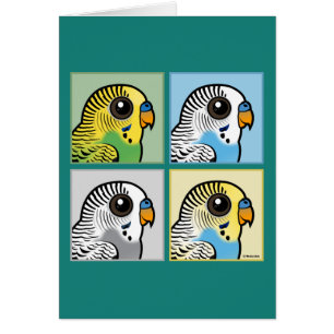 Cuatro color Budgies