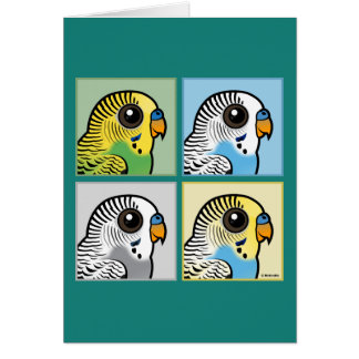 Cuatro color Budgies