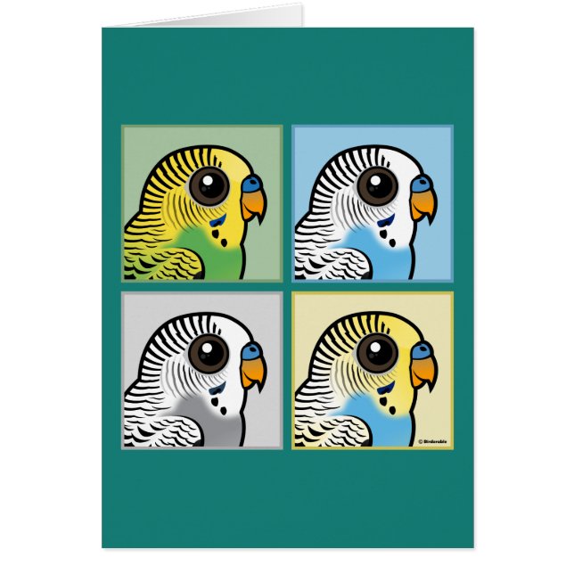 Cuatro color Budgies (Frente)