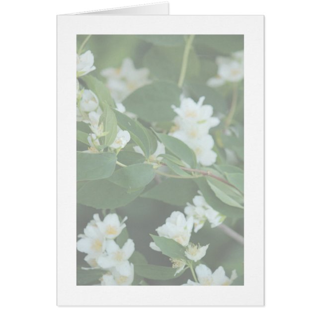 Cuatro dólares (Frente)