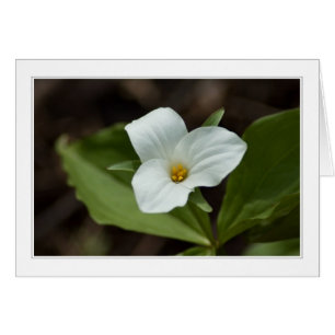 cuatro estaciones en la tarjeta de Michigan 01