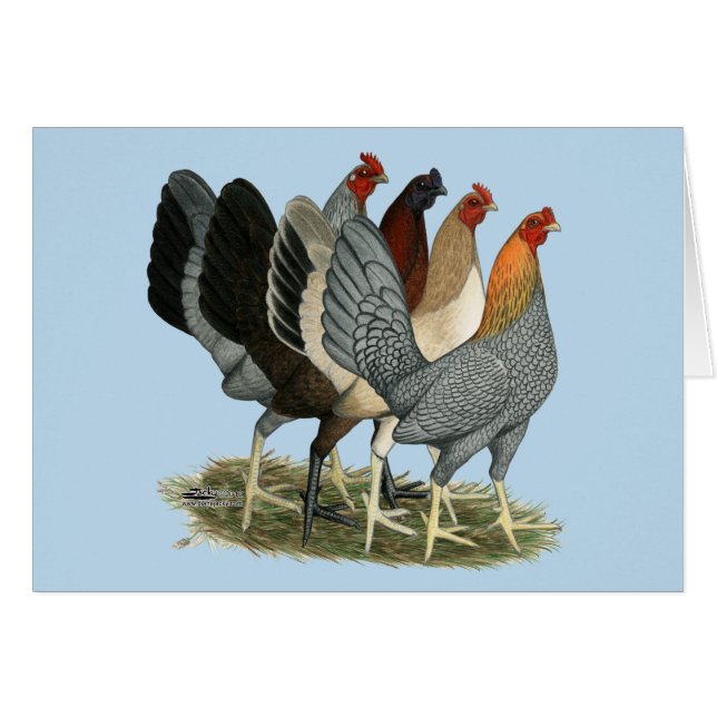Cuatro gallinas gamefowl (Anverso (Horizontal))