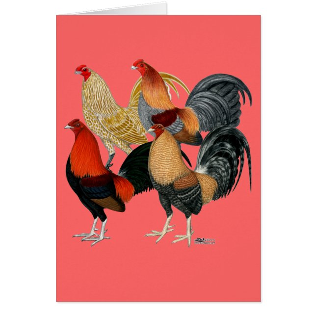 Cuatro Gamecocks (Frente)