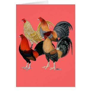 Cuatro Gamecocks
